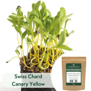 Swiss Chard Canary Yellow - Microgreen/Sprouting