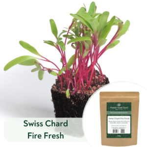 Swiss chard Fire Fresh - Microgreen/Sprouting