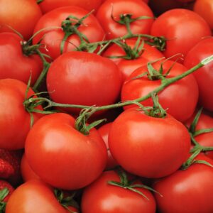 Tomato Moneymaker
