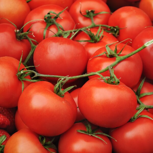 Tomato Moneymaker