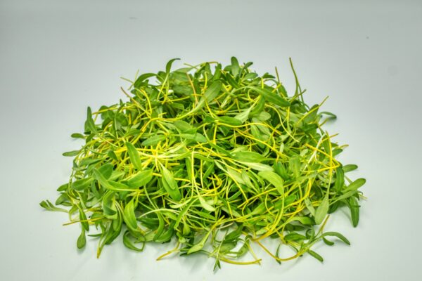 Organic Beetroot Burpees Golden - Microgreen/Sprouting - Image 2
