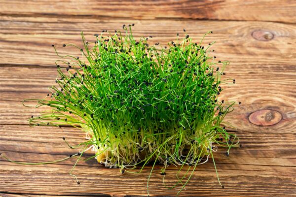 Chives - Microgreen/Sprouting - Image 2