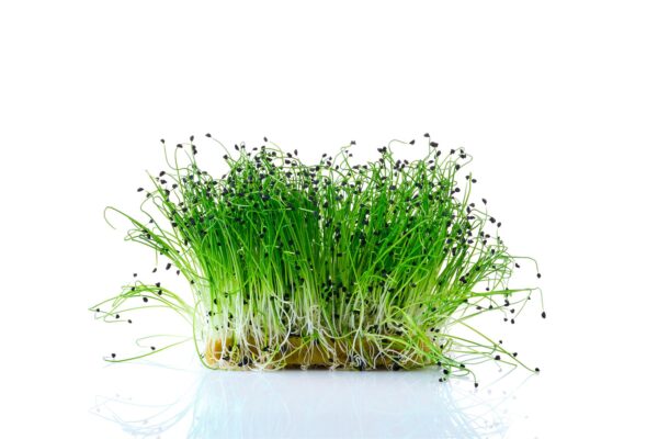 Garlic Chives - Microgreen/Sprouting - Image 2