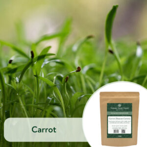 Carrot - Microgreen/Sprouting