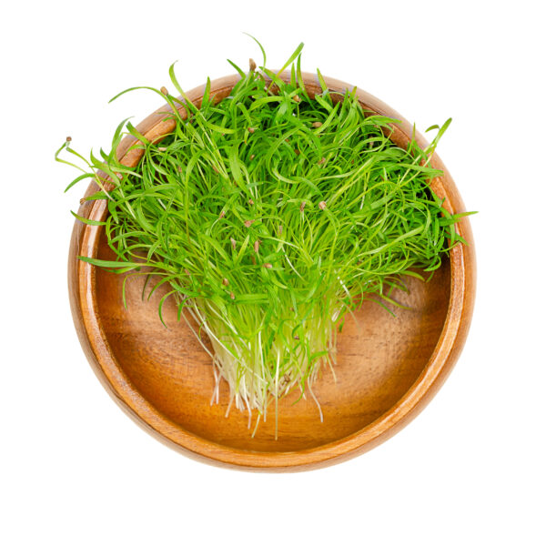 Carrot - Microgreen/Sprouting - Image 4