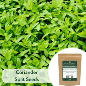 Coriander Split Seed - Microgreen/Sprouting