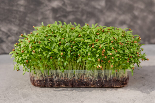 Coriander Split Seed - Microgreen/Sprouting - Image 2