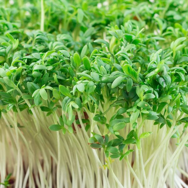 Cress Plain/Common - Microgreen/Sprouting - Image 3