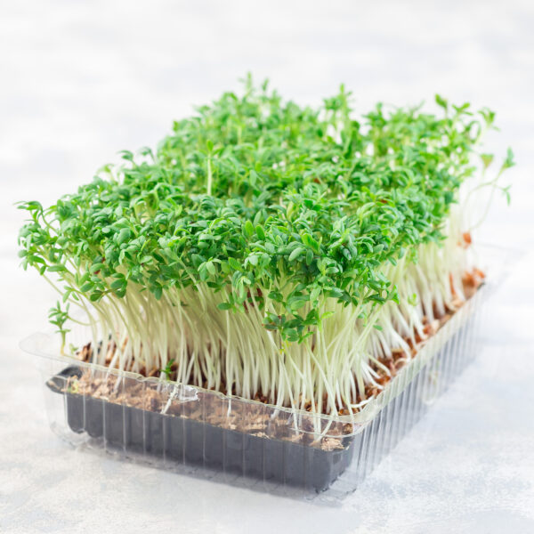 Cress Plain/Common - Microgreen/Sprouting - Image 2
