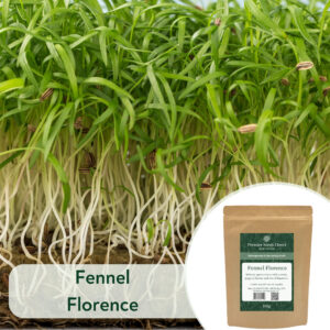 Fennel Florence - Microgreen/Sprouting