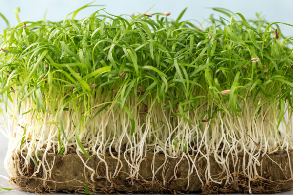 Fennel Florence - Microgreen/Sprouting - Image 2