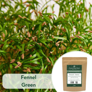 Fennel Green - Microgreen/Sprouting