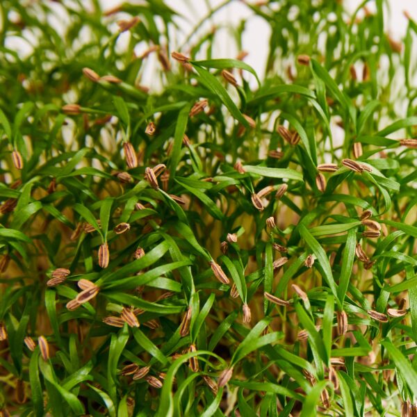 Fennel Green - Microgreen/Sprouting - Image 3