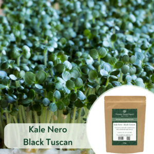 Kale Nero (Black Tuscan) - Microgreen/Sprouting
