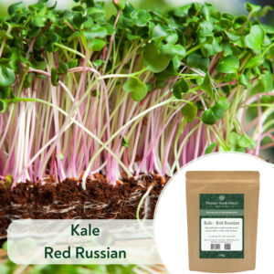 Kale Red Russian - Microgreen/Sprouting