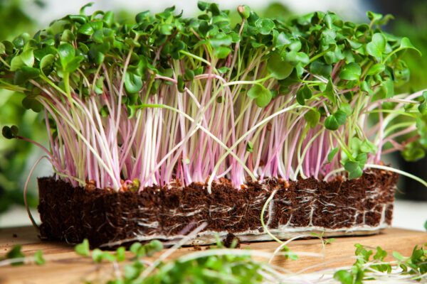 Kale Red Russian - Microgreen/Sprouting - Image 2