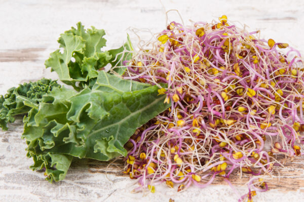 Kale Red Russian - Microgreen/Sprouting - Image 3