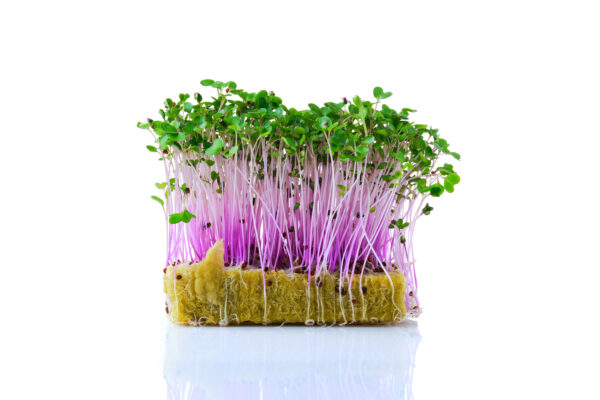 Kohlrabi Purple Vienna - Microgreen/Sprouting - Image 3