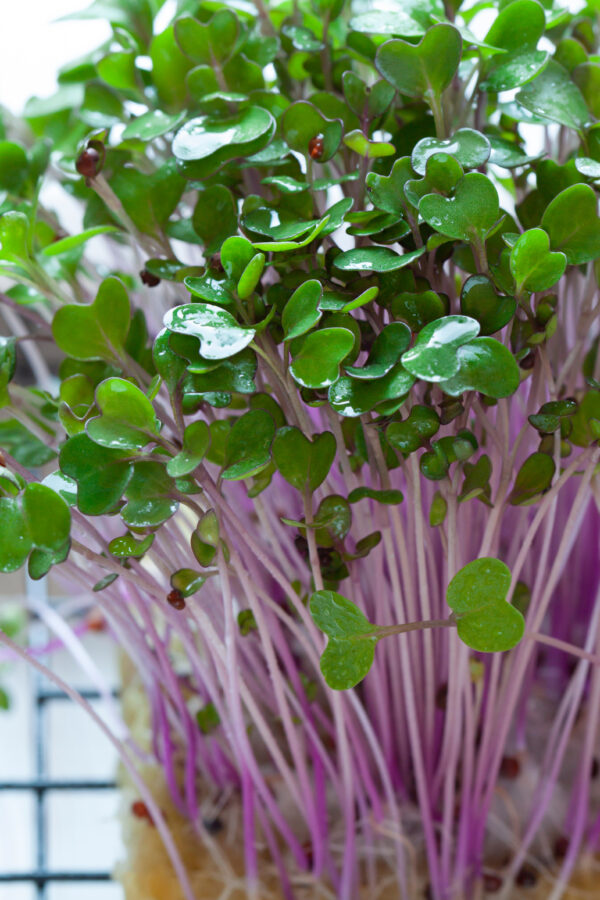 Organic Kohlrabi Purple Vienna - Microgreen/Sprouting - Image 2