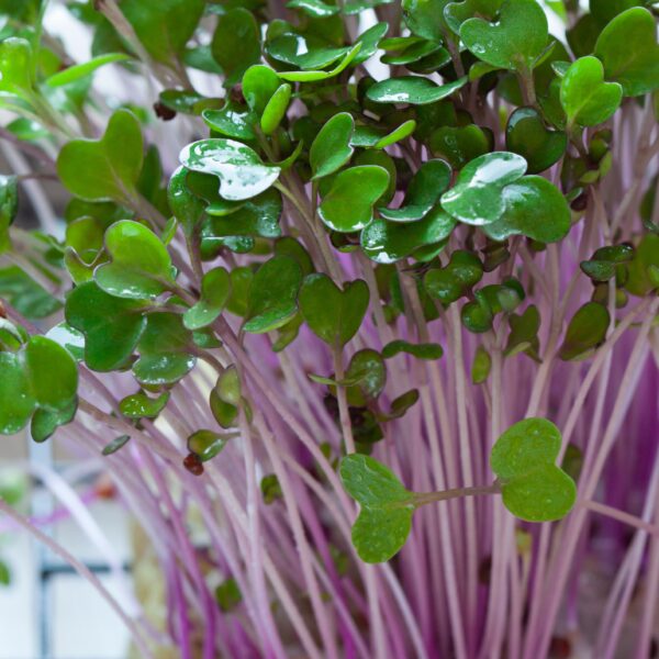 Kohlrabi Purple Vienna - Microgreen/Sprouting - Image 2