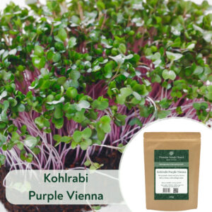 Kohlrabi Purple Vienna - Microgreen/Sprouting