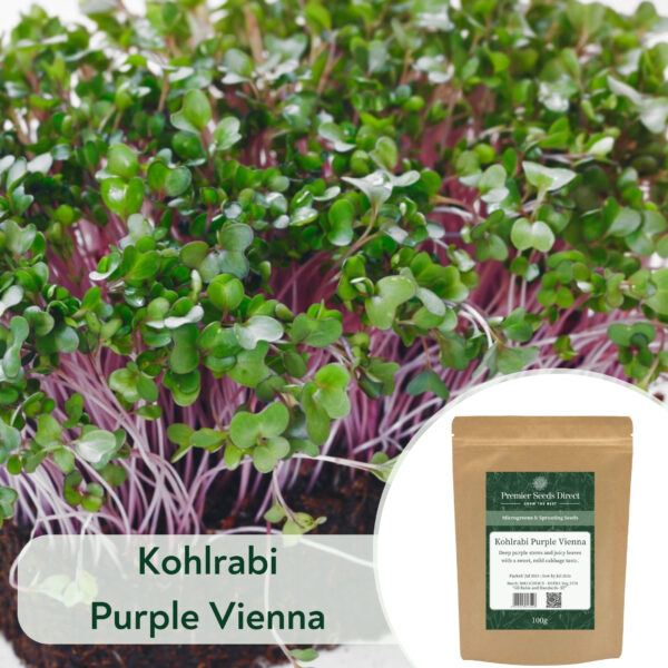 Kohlrabi Purple Vienna - Microgreen/Sprouting