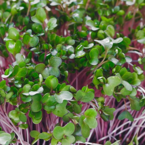 Organic Kohlrabi Purple Vienna - Microgreen/Sprouting - Image 4