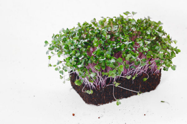 Kohlrabi Purple Vienna - Microgreen/Sprouting - Image 4