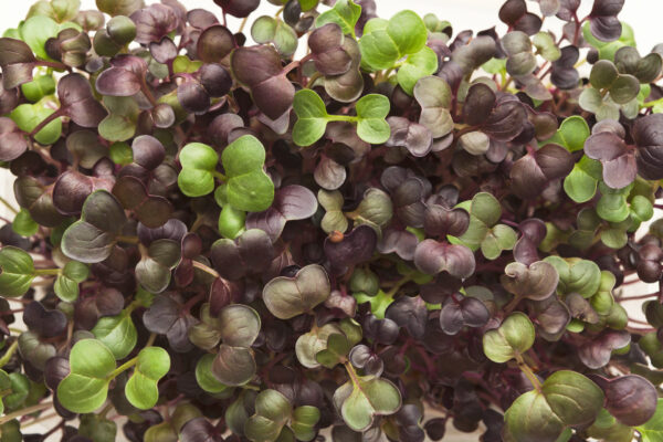 Mustard Komatsuna Red - Microgreen/Sprouting - Image 2