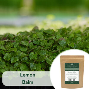 Lemon Balm - Microgreen/Sprouting