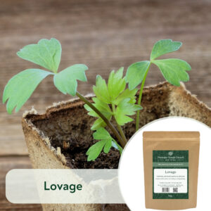Lovage - Microgreen/Sprouting