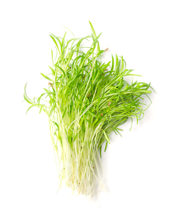 Carrot - Microgreen/Sprouting - Image 2