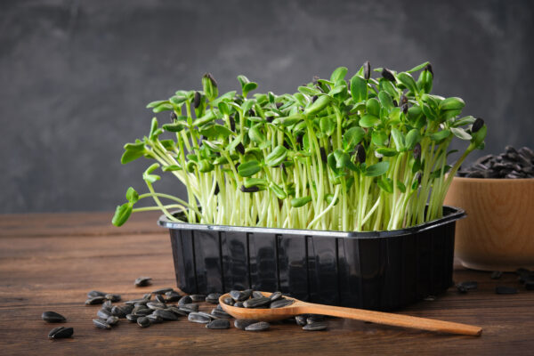 Sunflower (Small Black Seeded) - Microgreen/Sprouting - Image 2