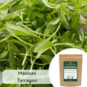 Mexican Tarragon - Microgreen/Sprouting