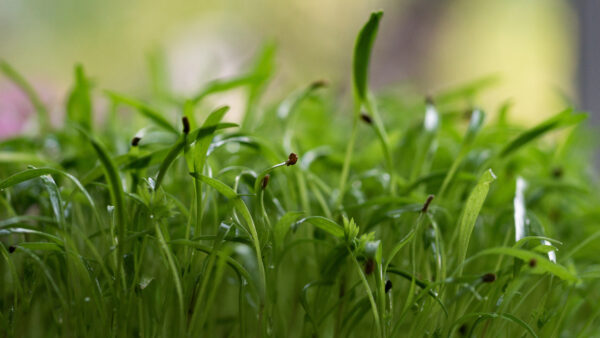 Carrot - Microgreen/Sprouting - Image 3