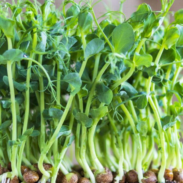 Organic Pea Tendril - Microgreen/Sprouting - Image 3