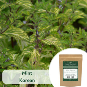 Mint Korean - Microgreen/Sprouting