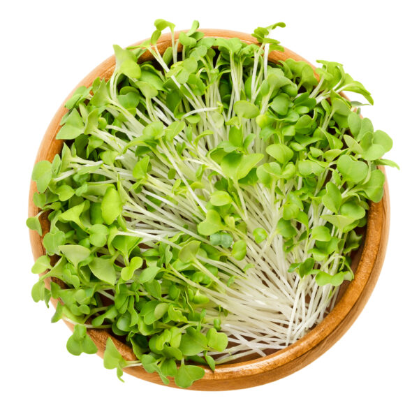 Mustard Mizuna - Microgreen/Sprouting - Image 2