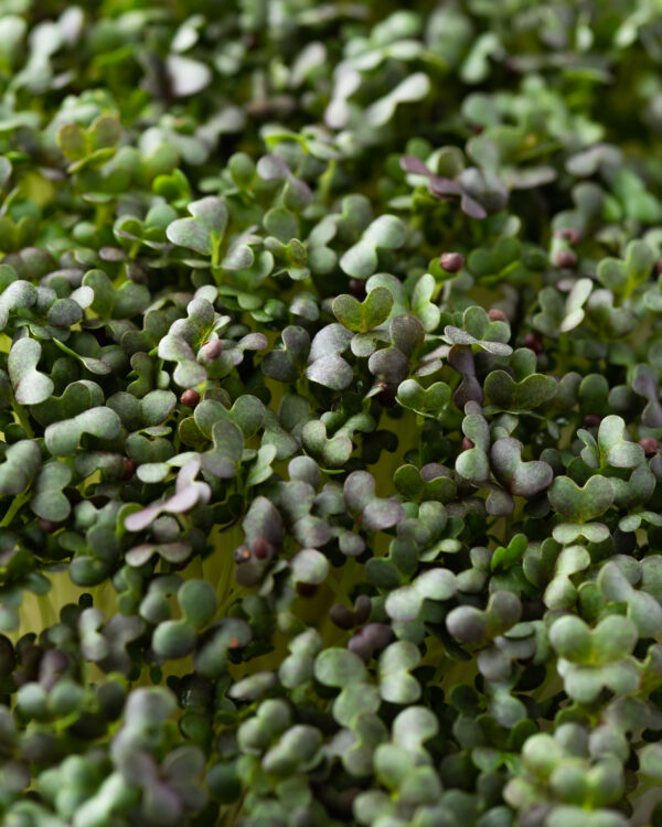 Mustard Mizuna Red - Microgreen/Sprouting - Image 2