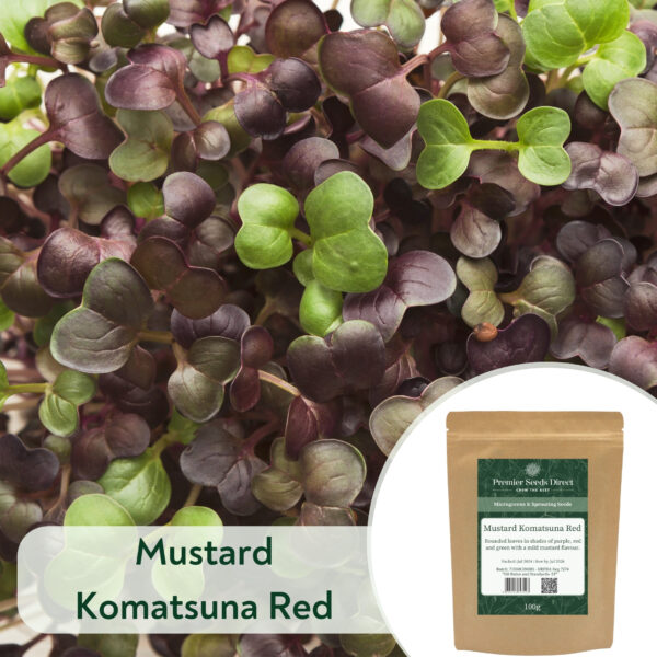 Mustard Komatsuna Red - Microgreen/Sprouting