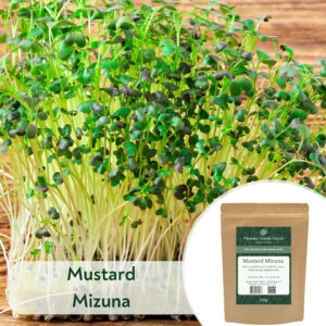 Mustard Mizuna - Microgreen/Sprouting