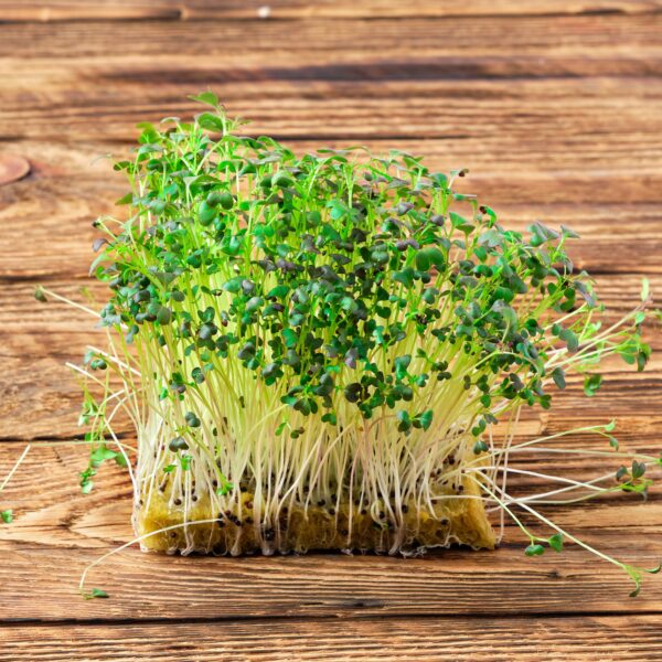 Mustard Mizuna - Microgreen/Sprouting - Image 3