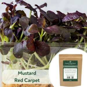 Mustard Red Carpet - Microgreen/Sprouting