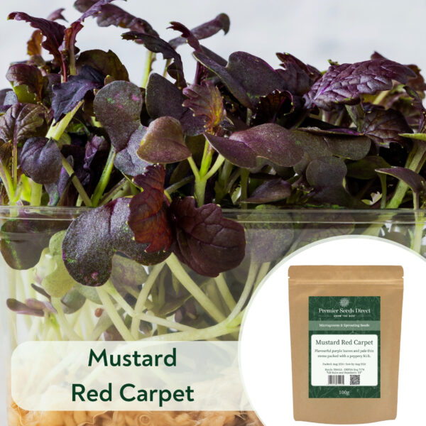 Mustard Red Carpet - Microgreen/Sprouting