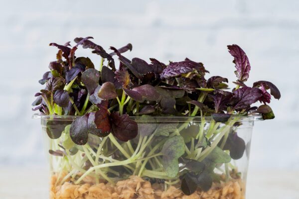 Mustard Red Carpet - Microgreen/Sprouting - Image 2