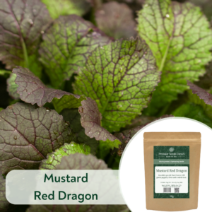 Mustard Red Dragon - Microgreen/Sprouting
