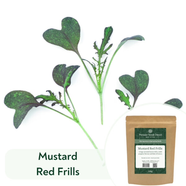 Mustard Red Frills - Microgreen/Sprouting
