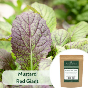 Mustard Red Giant - Microgreen/Sprouting