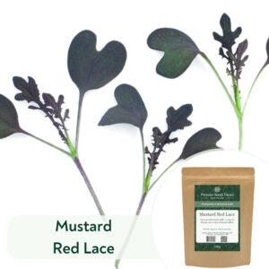 Mustard Red Lace - Microgreen/Sprouting
