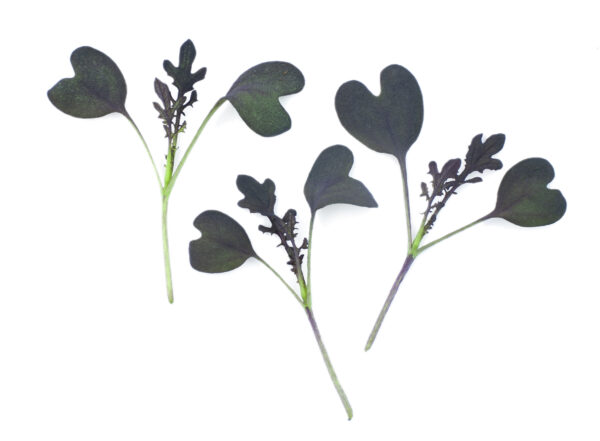 Mustard Red Lace - Microgreen/Sprouting - Image 2